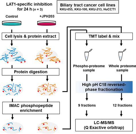 Workflow Of Quantitative Proteomics And Phosphoproteomics To Study The