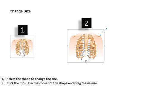 0514 Anatomy Of Chest Wall And Thoracic Cavity Medical Images For