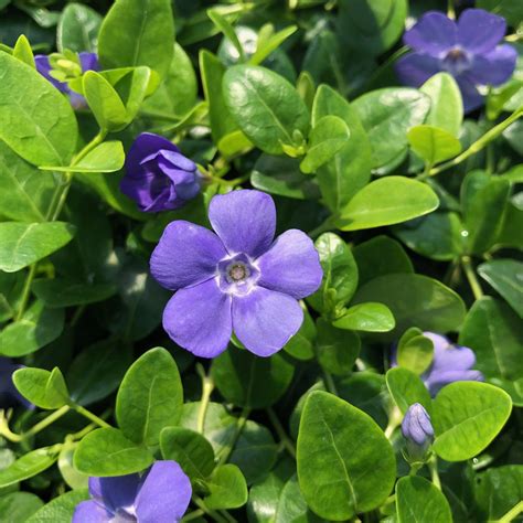 Vinca minor 'Bowles' - Blue Periwinkle (3.5" Pot) | Little Prince To Go