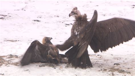 Fighting Of Golden Eagle And Cinereous Vulture Fighting On The Ground