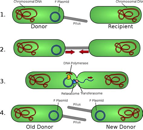 Bacterial Genetics Plasmid Dna And Conjugation Gene Transfer