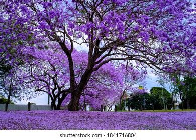 Blooming Jacaranda Season Brisbane Australia Stock Photo 1841716804 ...