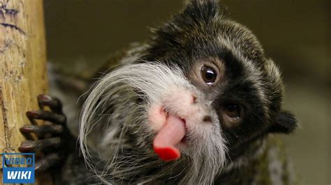 Monkeys With A Mustache Everything About The Emperor Tamarin Monkey