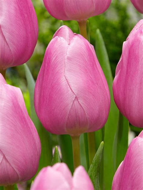 Buy Tulips AAFKE flower bulbs online | BULBi.nl