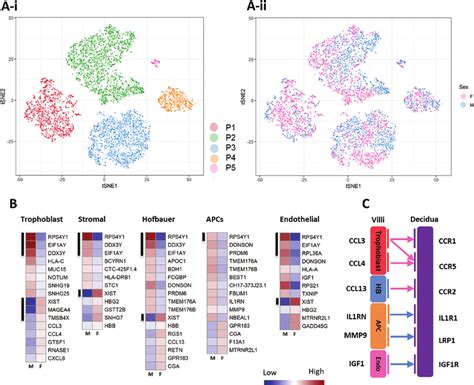 Single Cell Transcriptomic Profiles And Sexual Dimorphism Of The First