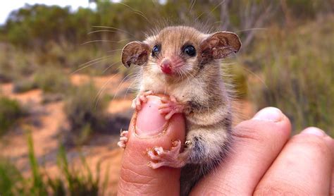 Opossums pygmée australien