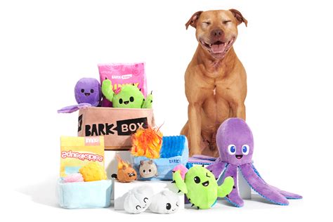 Barkbox Design Workshop Toy Types And Playstyles Bark Post