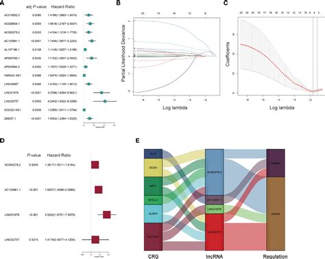 Frontiers A Novel Cuproptosis Related Lncrna Signature Prognostic