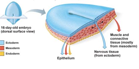 Anatomy Ch 4 Tissues And 5 Epidermis Flashcards Quizlet