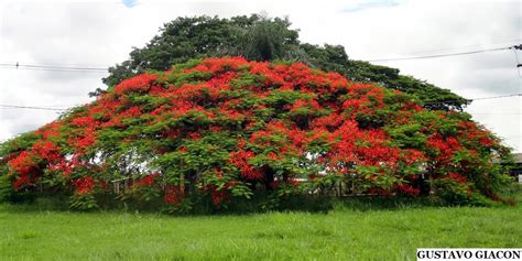 Viveiro Ciprest Plantas Nativas E Ex Ticas Flamboyant Vermelho