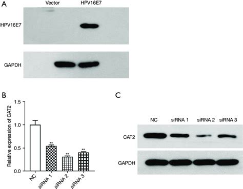 Hpv16e7 Was Overexpressed And Cat2 Was Silenced In Dcs A Hpv16e7