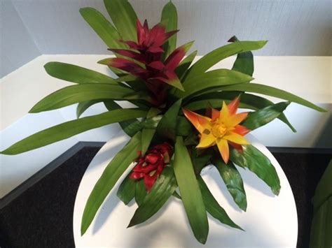 The Latest On New Installs Phillip S Interior Plants Displays