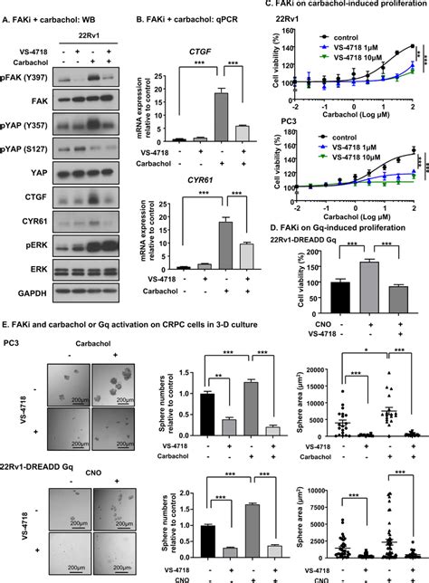 Pharmacological Inhibition Of Fak Blocks Carbachol Induced Yap