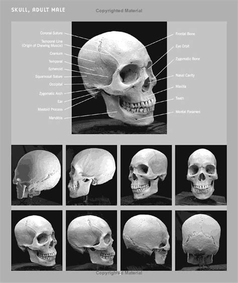 Pin By Julie Judge On Learn It Anatomy Human Face Drawing Anatomy