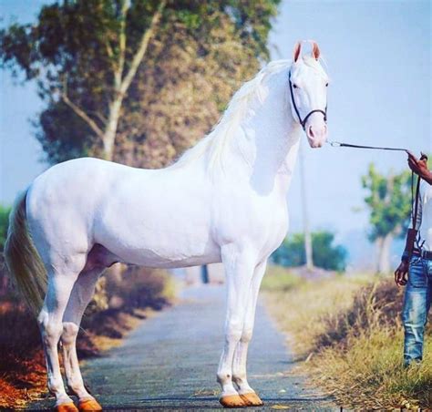 Nukra Stallion | Horses, Stallion