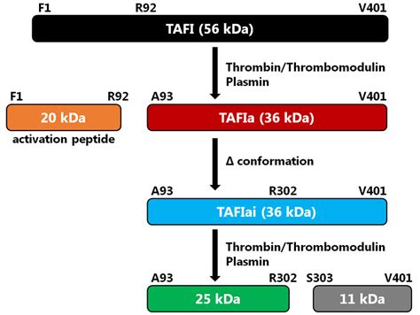 TAFIthrombin activatable fibrinolysis inhibitor 一般社団法人 日本血栓止血学会 用語集