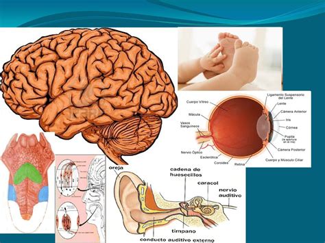 Sistema Nervioso Y Rgano De Los Sentidos Quizizz