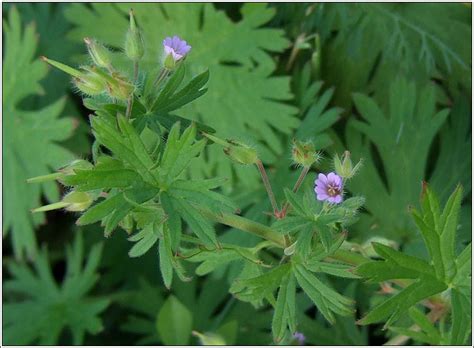 Wildflowers - Small-flowered Crane's-bill, Geranium pusillum