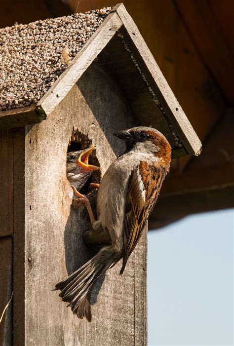 Proven Tips Keep House Sparrow Away From Your Bird Feeders Bird