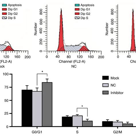 Silencing Of Microrna A Results In Arrest At The G G Phase A