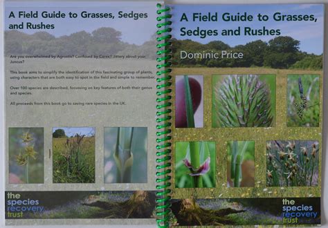 Demystifying Grasses And More A Field Guide To Grasses Flickr