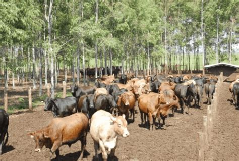 Confinamento De Gado Em Pequenas Propriedades Boi Sa De