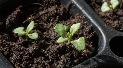 C Mo Propagar Lavanda A Partir De Esquejes En Sencillos Pasos