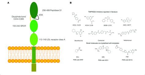 schematics   structure  tmprss  small molecules