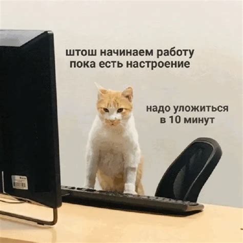 Funny Cats Telegram Stickers