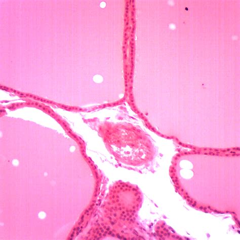 15 Prepared Slides, Human Tissue - Microscope.com