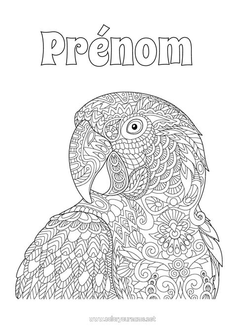 Coloriage N Mandala Perroquet Coloriages Complexes