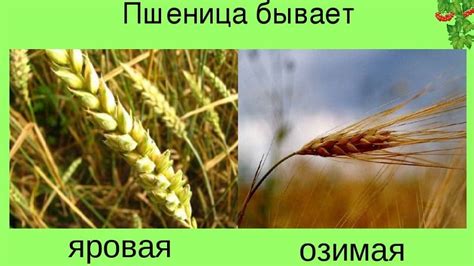 Озимая и яровая пшеница: отличия, в чем разница и чем отличается, как ...