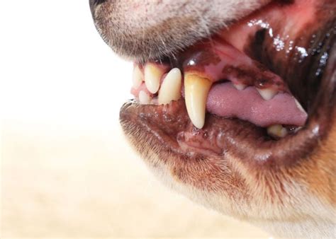 What Does It Mean If My Dogs Gums Are Pale Pink