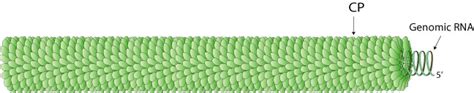 Tobamovirus Alchetron The Free Social Encyclopedia