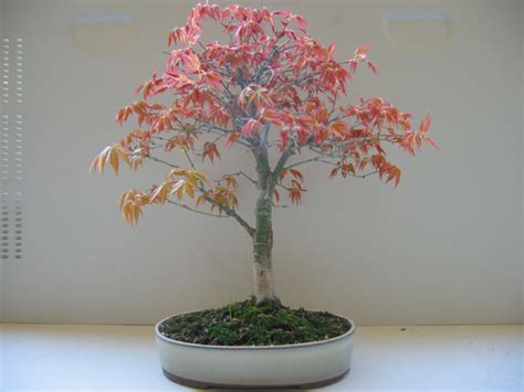 Érable palmatum Les chuhin et autres grands bonsaï ParlonsBonsai