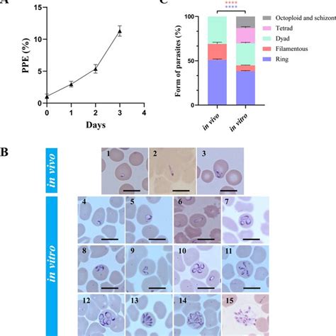 Changes In Parasitemia And Morphology Of In Vitro Cultured B Gibsoni