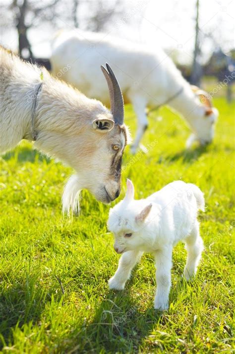 Two Goats And Baby Goat — Stock Photo © Shpock 44807423