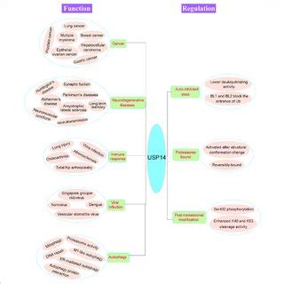 USP14 connected with various pathophysiological processes via different... | Download Scientific ...