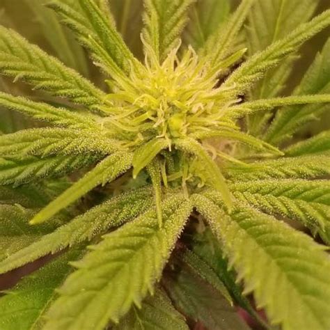 Custom Breeder Strain Green Crack Grow Diary Journal Week By