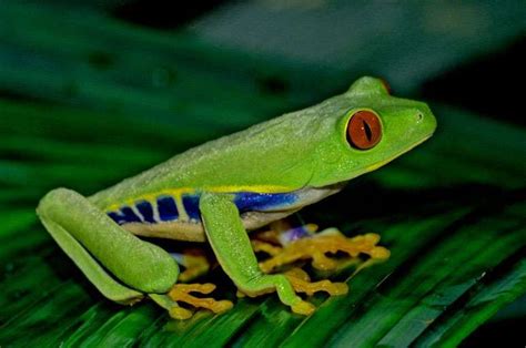 La Rainette Aux Yeux Rouges Agalychnis Callidryas Yeux Rouges