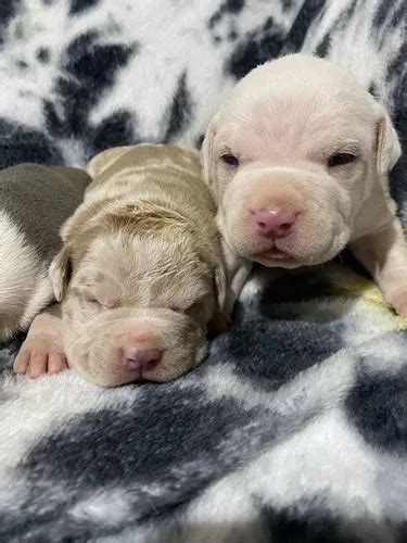 American Bully Exóticos Merles Ojos Azules en venta en Quito Pichincha