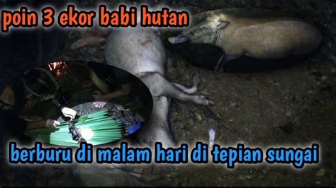 Berburu Di Malam Hari Dapat Tiga Ekor Babi Hutan Berburu Di Tepian