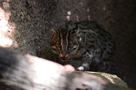 Frank B Baiamonte Fishing Cats San Diego Zoo