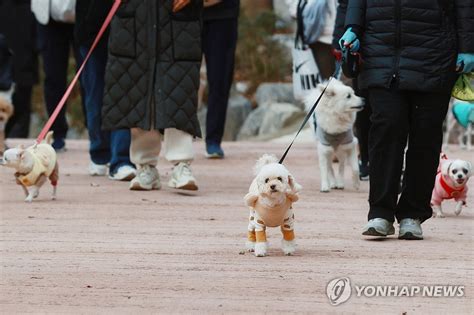 더쿠 - 서대문구, 반려견과 함께하는 산책로 및 놀이터 개장 행사에 참석한 반려견들.jpg