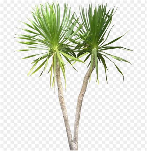 two palm trees on a white background with no leaves, hd png downloads
