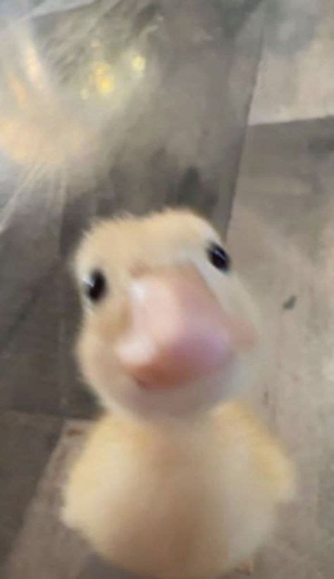 Aesthetic Duck Pfp