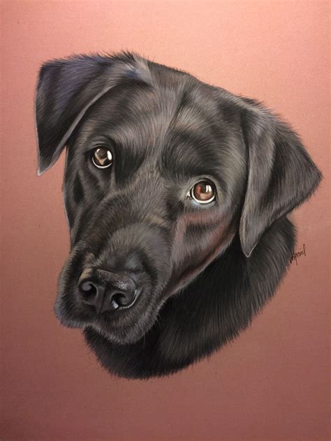 Лабрадор рисунок (Много фото в статье) - drawpics.ru