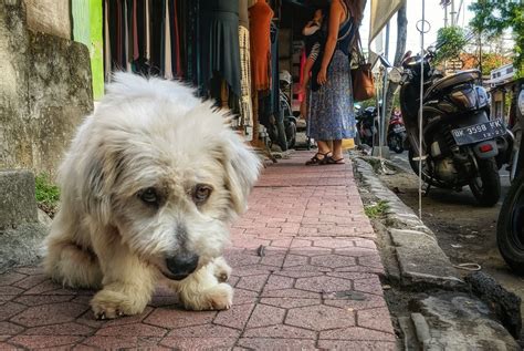 Complexo De Vira Latas Do Brasileiro Como Ele Afeta A Adapta O No