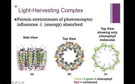 Light Energy Fates Light Harvesting Youtube