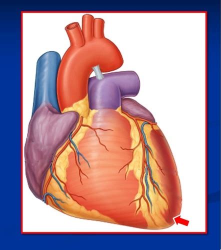 Sec Anatomy Flashcards Quizlet